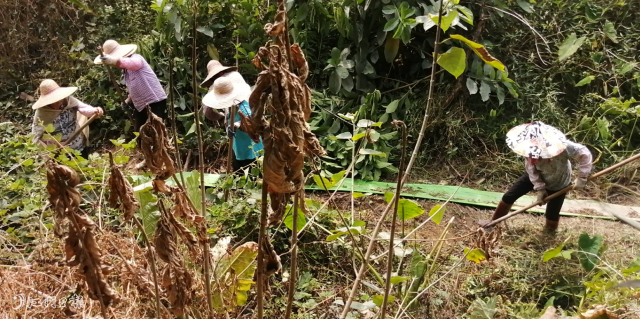但是對于劉佳榮來說,辛苦并不算什么,他最害怕的是趕不上夏種,今年的晚造收成變“零”。他透露,在開平種植水稻一年兩造,他年產(chǎn)值30萬元左右,利潤主要在晚造水稻。他發(fā)現(xiàn)旱情的嚴重性之后,立刻向村小組組長反映相關(guān)情況,希望麗新村可以幫助解決農(nóng)田用水問題。“沒想到他們效率這么高,我剛和村小組組長說完,第二天村委會干部們就到田里了解情況,一起研究解決辦法。”劉佳榮說。