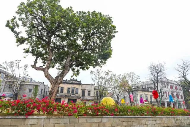 這棵龍眼樹是游客眼中的網紅愛心樹,更是黃氏家族的鄉愁樹。 圖片