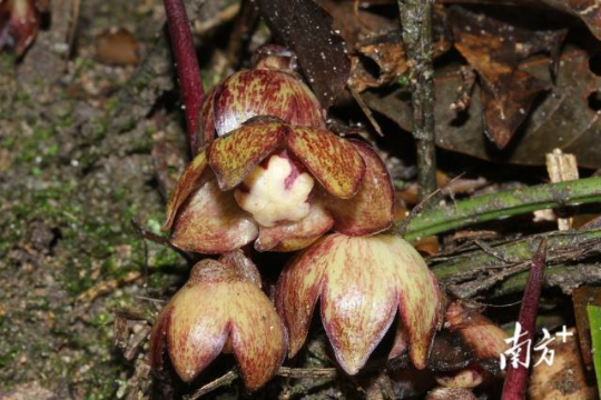 廣東石門臺國家級自然保護區現新物種石門臺蜘蛛抱蛋。 廣東石門臺國家級自然保護區現新物種石門臺蜘蛛抱蛋。