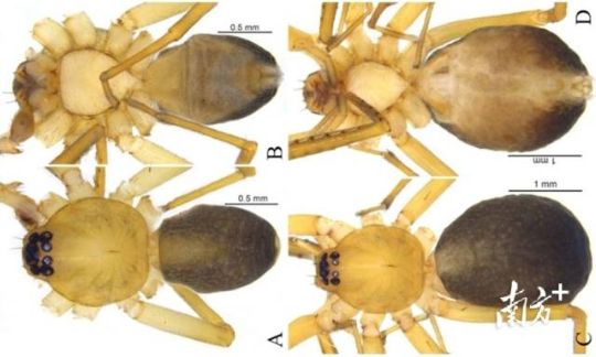 丹霞大斑蛛。丹宣供圖 丹霞大斑蛛。丹宣供圖