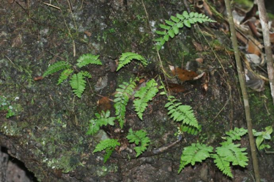 國達鐵角蕨。丹宣供圖 國達鐵角蕨。丹宣供圖