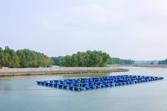 雷高鎮正在大力推動紅樹林保護與水產養殖耦合發展。（程麒 攝）