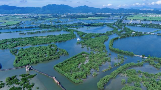 惠東縣用十年時間將破碎化的紅樹林斑塊培育成萬畝連片濕地。（彭華 攝）