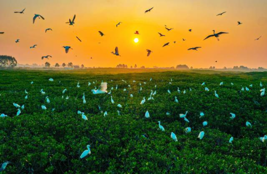 珍稀飛禽云集，湛江紅樹林成“鳥的天堂”。