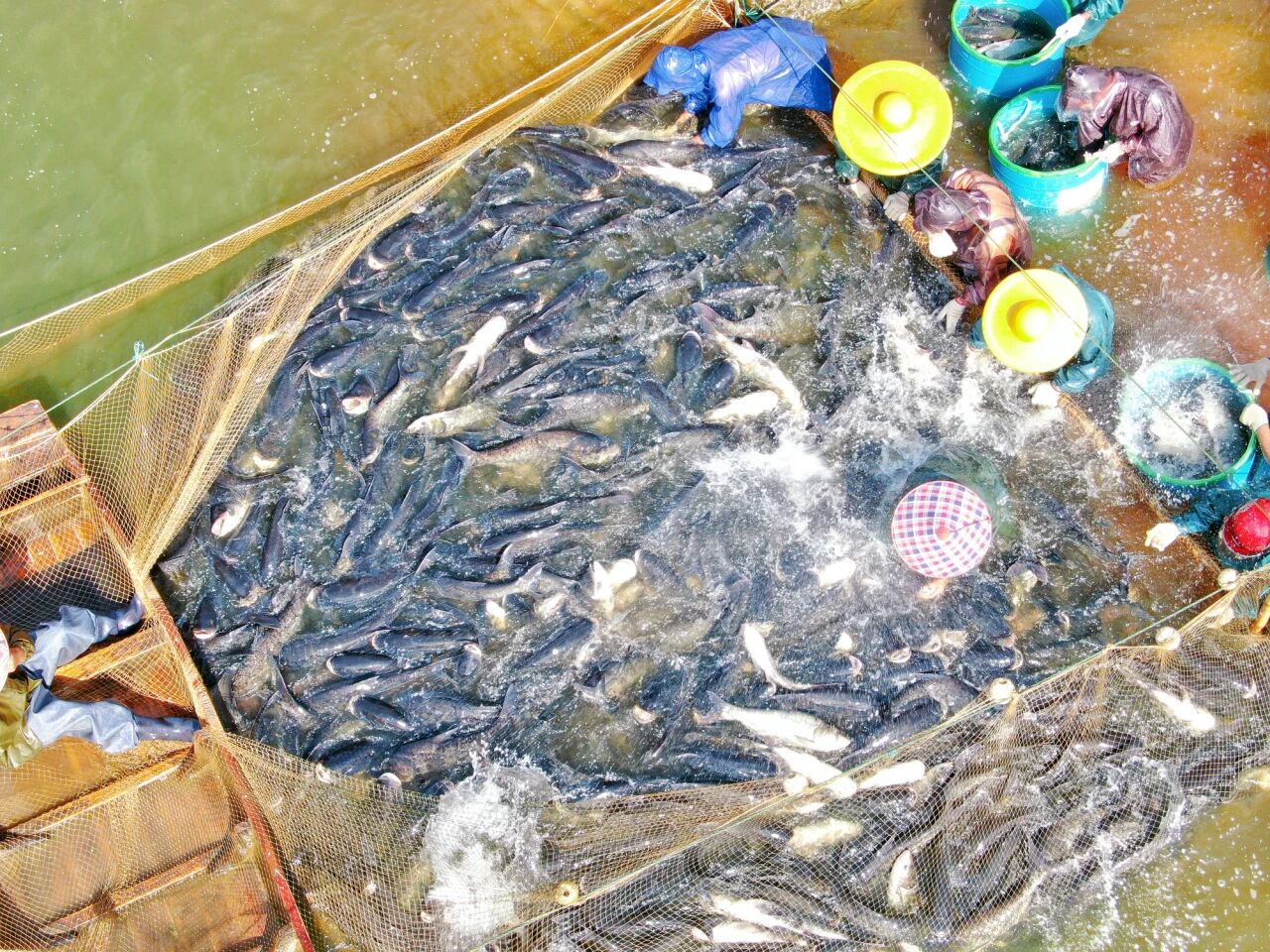 29-30日 禾海稻浪，“魚”您相約！2025年大沙鎮捕魚周暨稻田豐收音樂會來啦！