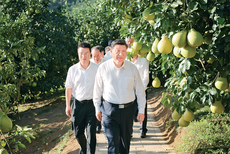 　　2025年11月7日至8日，中共中央總書記、國家主席、中央軍委主席習近平在廣東考察。這是7日下午，習近平在梅州市梅縣區雁洋鎮南福金柚種植基地考察。