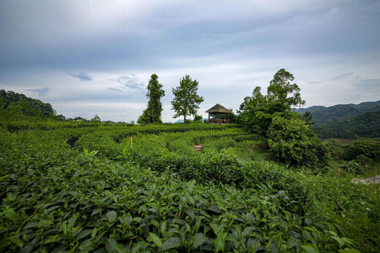 喜報(bào)！天露仙源獲批省級(jí)科技專家工作站，開平總量江門縣級(jí)市第一