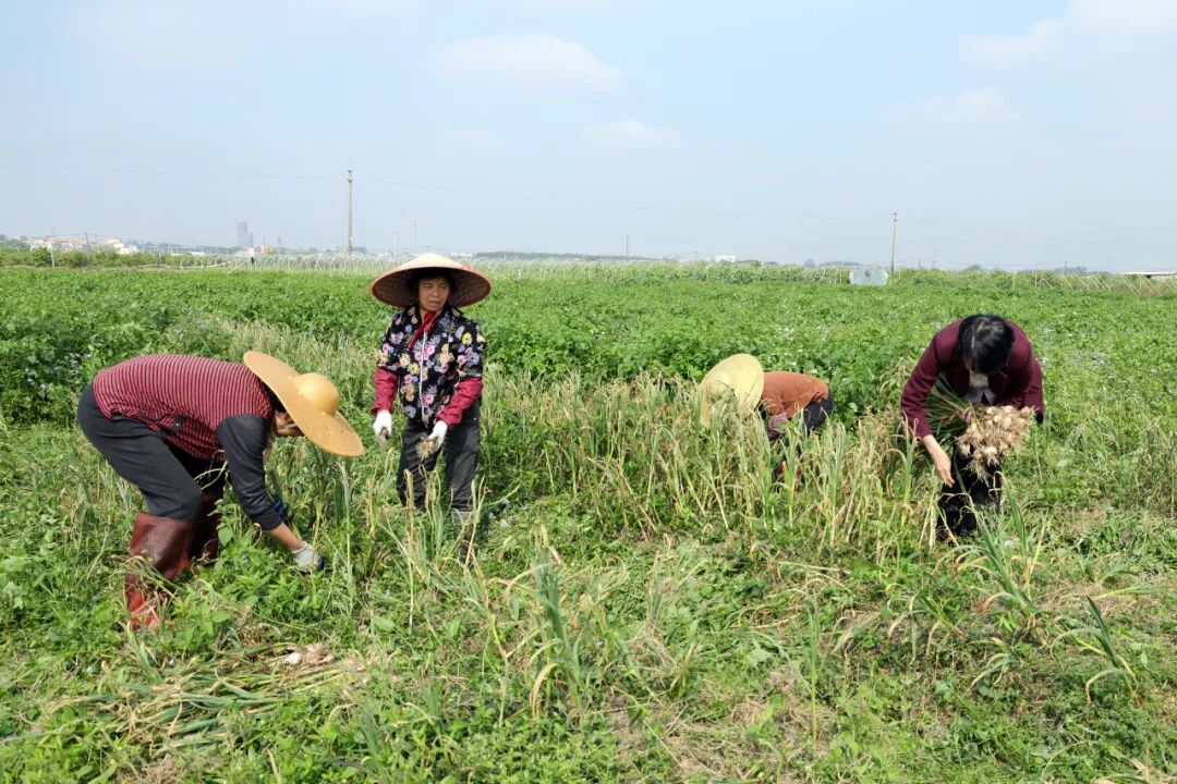 水口鎮：金山火蒜規?；N植成功收成，推動鄉村產業發展